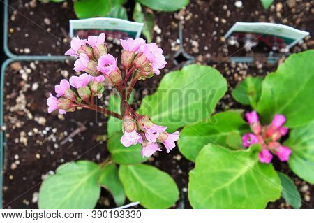 Top View Of Bergenia Flowers Growing In Square Pots