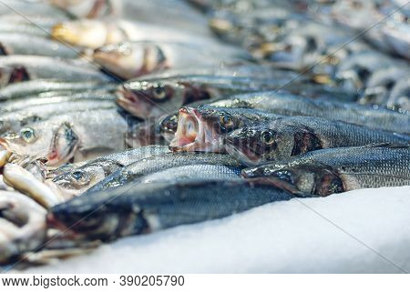Sea Bass Fish On Ice Sold In Fish Store