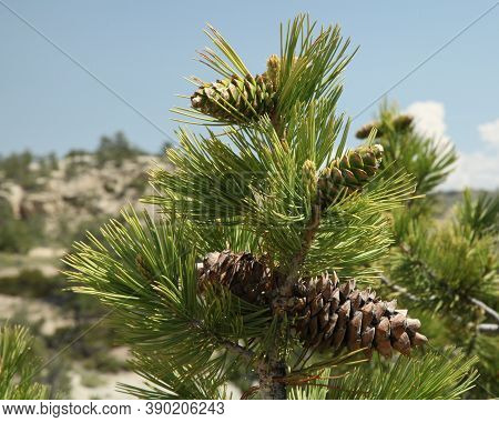 Old And New Limber Pine (pinus Flexilis) Cones In Weatherman Draw, Montana