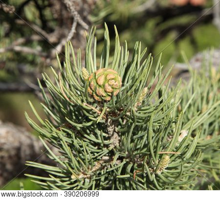 Two-needle Pinyon (pinus Edulis) Cone In Zion National Park, Utah