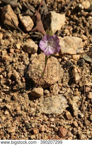 Threadleaf Phacelia (phacelia Linearis) Purple Wildflower In Beartooth Mountains, Montana