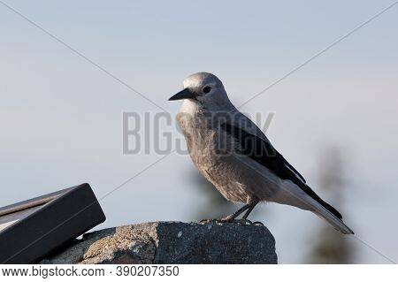 A Grey And Black Clark's Nut Cracker Bird Sits On A Rock Near A Park Sign At Crater Lake National Pa