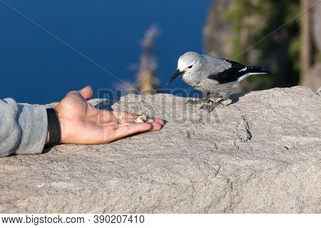 A Grey And Black Clark's Nut Cracker Bird Perched On A Rock Wall Eating A Nut From A Tourists Hand W