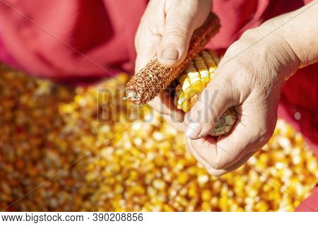 Close-up Of An Elderly Woman Hands Husking Corn Cobs