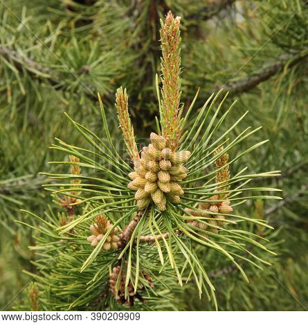Lodgepole Pine (pinus Contorta) Cones & Needles In Beartooth Mountains, Montana