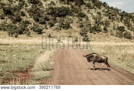 African Blue Wildebeest Crossing A Dirt Road In A South African Wildlife Reserve