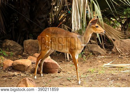 Bushbuck Ewe In A South African Wildlife Reserve