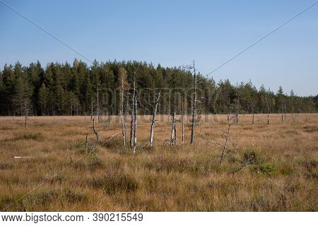 Territory Of Sestroretsk Swamp Reserve. Saint-petersburg. Russia