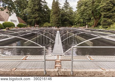 Cascade Locks, Oregon - June 26, 2018: Basins In Bonneville Fish Hatchery In Oregon, Usa