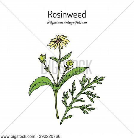 Rosinweed Silphium Integrifolium , Medicinal Plant. Hand Drawn Botanical Vector Illustration