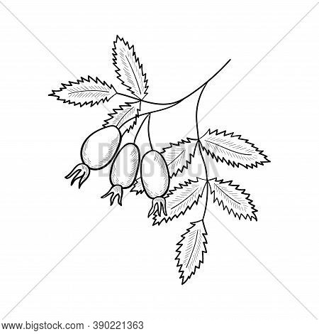 Rosehip Illustration, Isolated On White. Rose Hip Berry Branch Sketch. Dog-rose Hand Drawn Vector. C