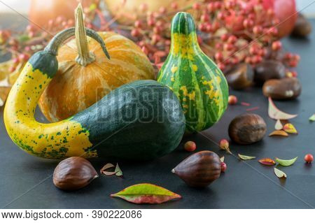 Group Of Decorative Pumpkins And Chestnuts On The Dark Background Close-up. Halloween And Castañada 