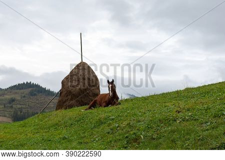 Horse Lies On The Grass, Surrounded By Beautiful Mountains. Animals.
