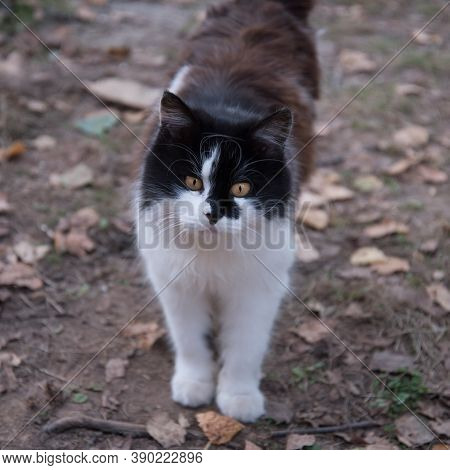 Cat Black And White Color. Close-up Portrait.