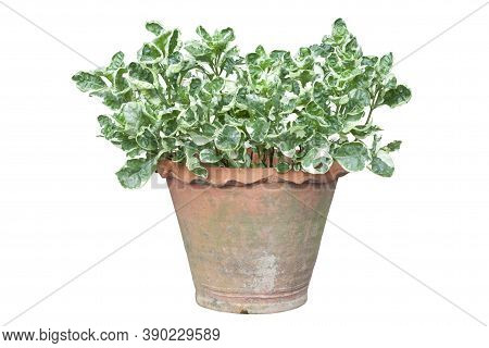 Slipper Flower, Redbird Cactus, Jew-bush, Zigzag Plant Or Euphorbia Tithymaloides Is A Thai Herb In 