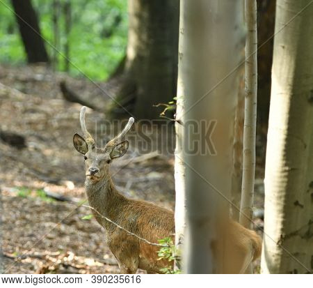 Deer Buck With Antler In Dense Forest Through The Trees During Rut