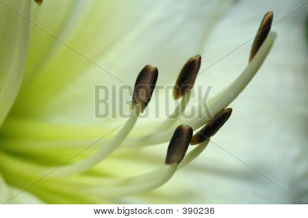 Beyaz Hemerocallis makro