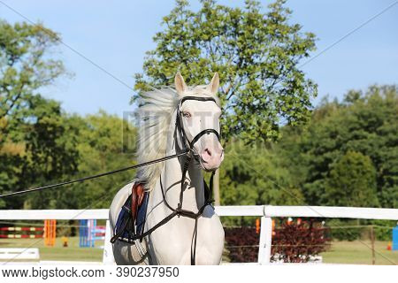 Beautiful Purebred Cremello Stallion Horse Galloping Under Saddle. A Single Horse Canter On String D