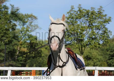 Beautiful Purebred Cremello Stallion Horse Galloping Under Saddle. A Single Horse Canter On String D