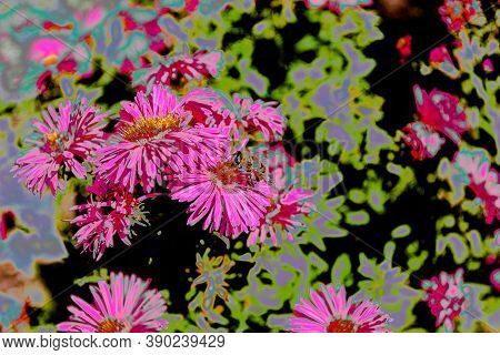 Bee Drinks Nectar From Autumn Flowers. Overexposed Photo, Imitation Of Film Negative
