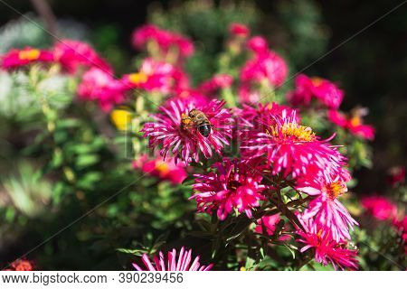 Bee Drinks Nectar From Autumn Flowers, Close Up