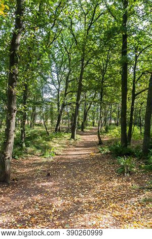 Forest Path In Appelbergen Nature Reserve During Autumn In Groningen, Netherlands