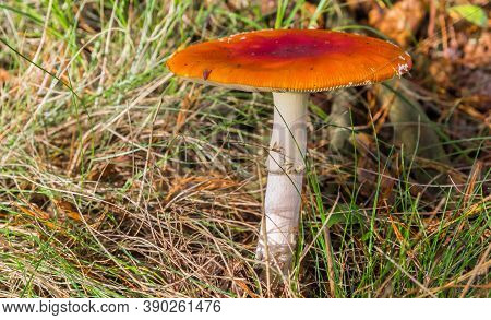 Fly Agaric Mushroom (amanita Muscaria) On The Forest Floor In The Netherlands