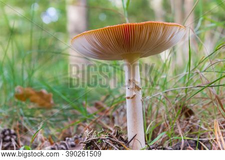 Mushroom On The Forest Floor In The Forest Near Schipborg In Drenthe, Netherlands