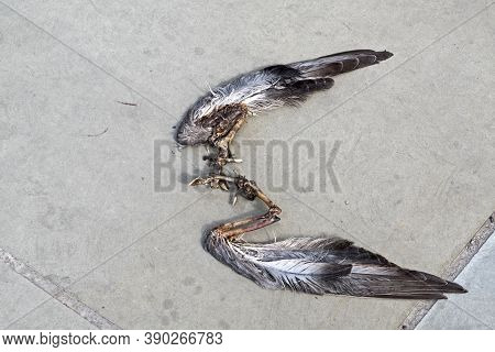 The Wings Of A Bird Discarded By A Predator On A Pavement In Bristol, Uk