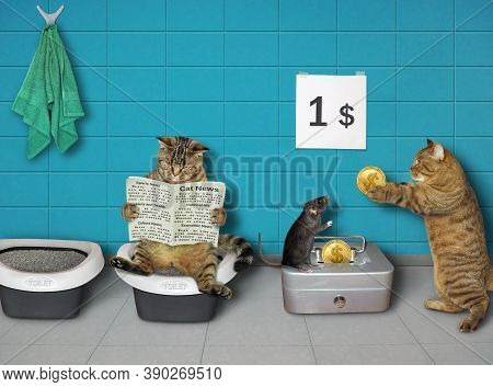 Cats Are In A Public Restroom. A Black Rat Charges An Entrance Fee.