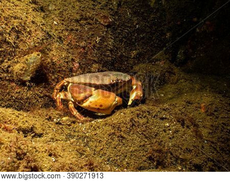 A Closeup Picture Of A Cancer Pagurus, Also Known As Edible Crab Or Brown Crab. Picture From The Wea
