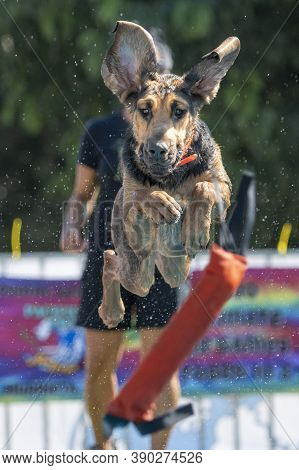 Blood Hound With It's Ear Up After Jumping Off A Dock For A Toy