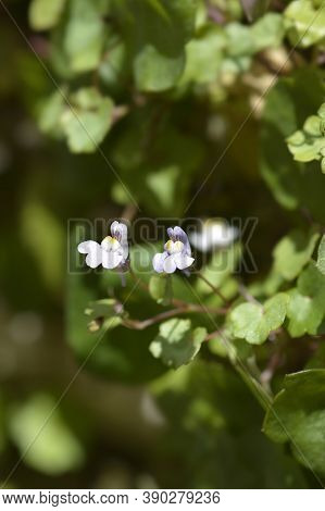 Kenilworth Ivy Small Flowers - Latin Name - Cymbalaria Muralis