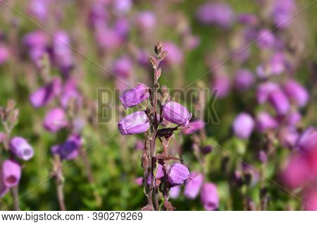 St Dabeocs Heath Pink Flowers - Latin Name - Daboecia Cantabrica