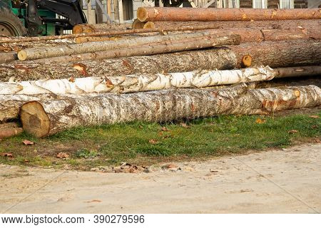 Large And Long Trunks With Birch Bark And Spruces Lie On Top Of Each Other In A Heap. Selective Focu