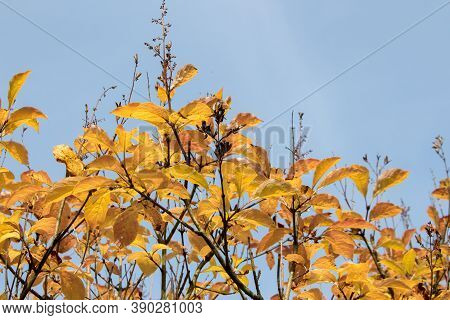 Hungarian Lilac, Autumn View. Autumn Tree Against The Blue Sky. Autumn Background. Landscape Composi