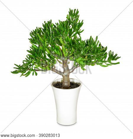 Succulent In A White Pot Isolated On A White Background. Jade Tree. Crassula Ovata 