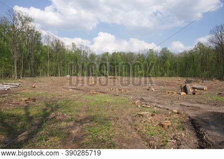 Felling Site In The Forest. Forest Clearing. Wood Harvesting.