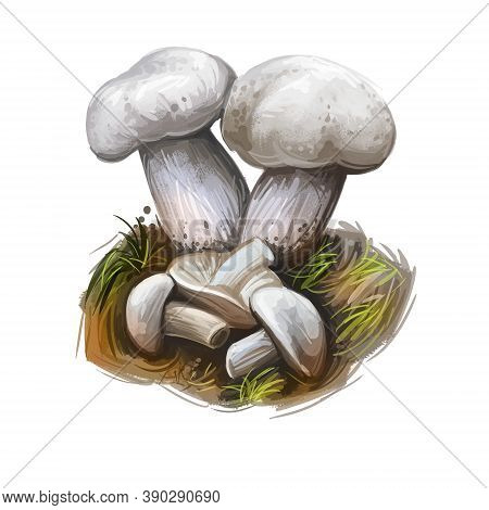 Calocype Gambosa, St Georges Mushroom Digital Art Illustration. Vegetable Closeup With Name Of Type,