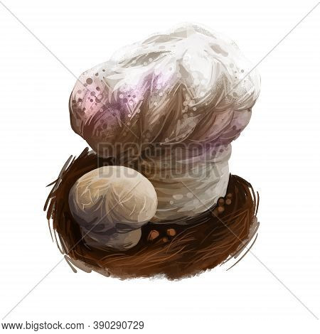 Calvatia Craniiformis, Brain Puffball Or Skull-shaped Mushroom Digital Art Illustration. Vegetable F