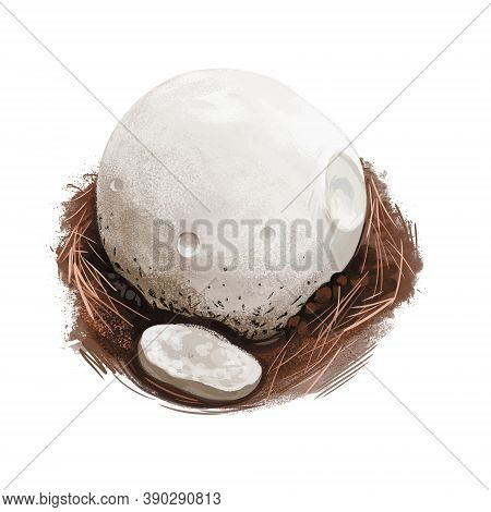 Calvatia Gigantea, Giant Puffball Mushroom Type Digital Art Illustration. Plant Growing In Deciduous