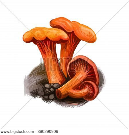 Cantharellus Cinnabarinus, Genus Cantharellus Digital Art Illustration. Hardwood Ingredient Natural 