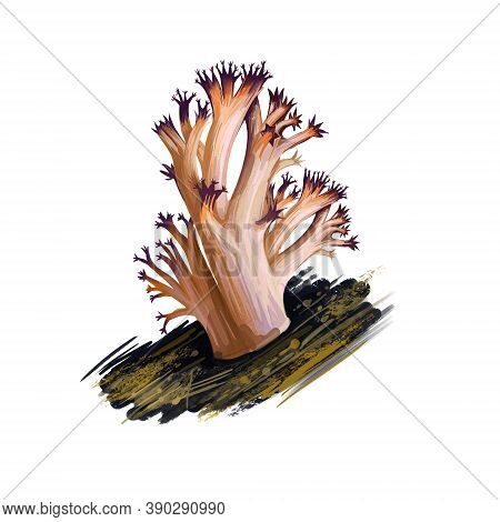 Artomyces Pyxidatus Crown Coral Mushroom Digital Art Illustration. Crown-tipped Vegetable, Mushroomi