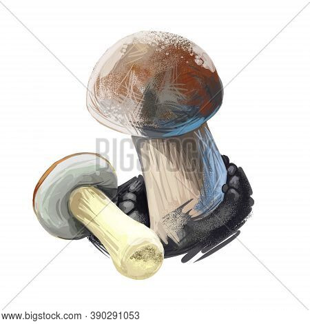 Boletus Aereus, Dark Cep, Bronze Bolete, Mushroom Digital Art Illustration. Mushrooming Fall Season,