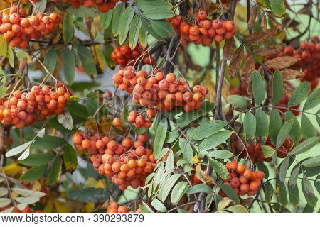 Bright Clusters Of Ripe Mountain Ash Hang From The Tree.