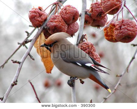 Кедр Свиристели зимой
