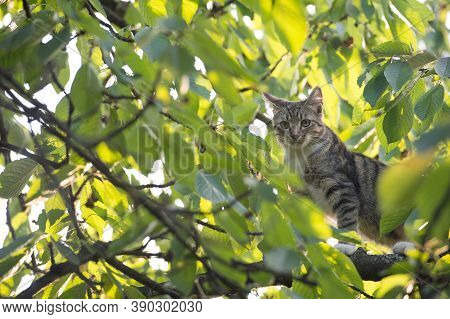 Mestizo Pet. Homeless Animals. Cat Climbed On Tree. Fluffy Kitten Outdoor. Outbred Cat On Branches. 
