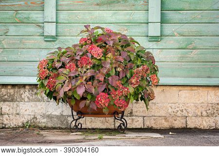 Red Hydrange Flower In Pot.  Summer  And Autumn Flower Outdoors, Large Bush Of Hydrangeas In A Pot