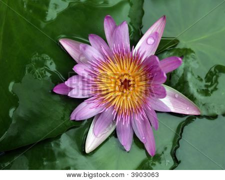 Nymphaeaceae kukinnan Water Lilly