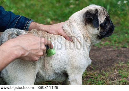 Person Combs Dog With A Metal Grooming Comb. Seasonal Molting Of Pets And Removal Of Excess Undercoa